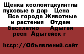 Щенки ксолоитцкуинтли пуховые в дар › Цена ­ 1 - Все города Животные и растения » Отдам бесплатно   . Адыгея респ.,Адыгейск г.